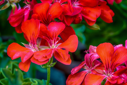 Red garden geranium flowers