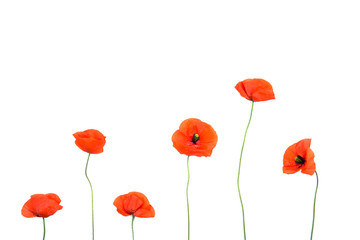 Plakat Red poppies on white background