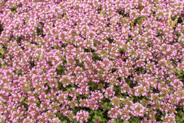 Background of very small pink flowers
