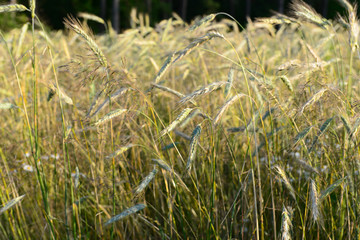 Поле пшеницы