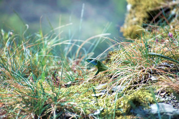 Lizard in grass
