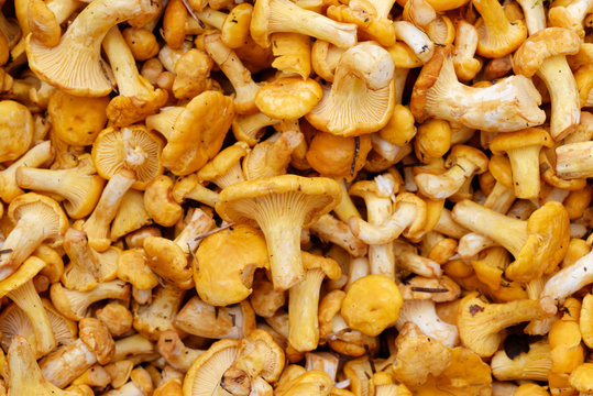 Fresh raw girolles