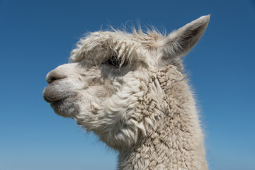 Obraz premium White Alpaca Head