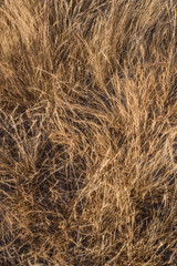 Brown Grass Background Image