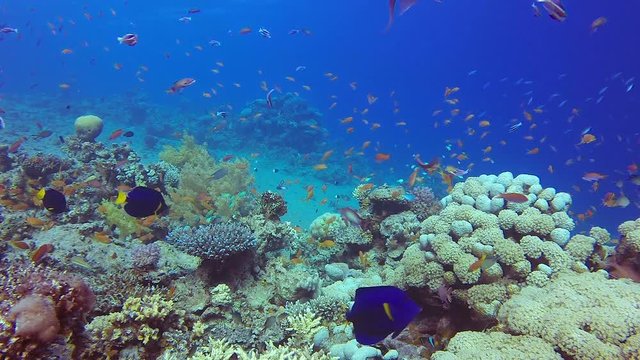 Colorful Tropical Fishes Seascape. Picture of colorful fishes scalefin anthias, blue-green chromis and corals in the tropical reef of the Red Sea, Dahab, Egypt.