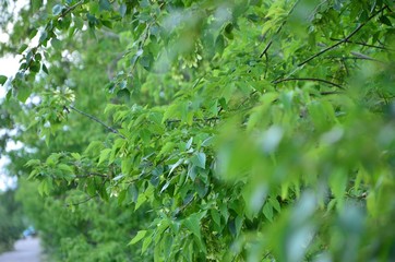 The green tree leaves