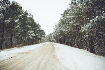 Winter forest