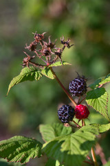 Growing blackberries