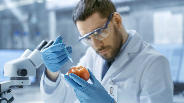 In a Modern Laboratory Food Scientist Injects Tomato with a Syringe. He's Working on a Genetic Modifications of this Vegetable: Taste Enrichment, Parasite/ Cold Resistance.