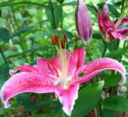 Lovely pink Tiger Lilies in the summer season