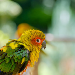 The parrot looking.