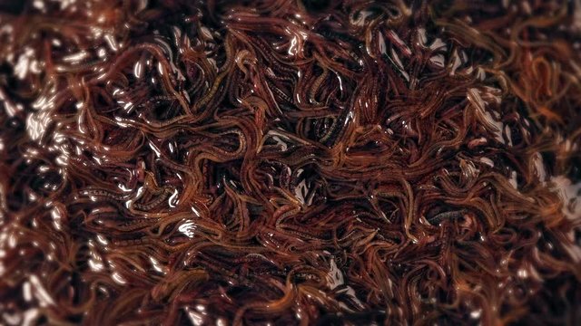 larvae as a single body squirm and react to the environment