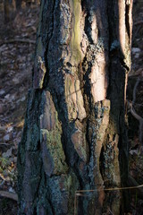 SONY DSC