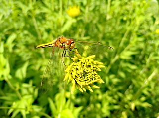 Dragonfly on yellow flower in green grass