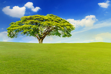 Fototapeta na wymiar Beautiful landscape of green meadow with big tree