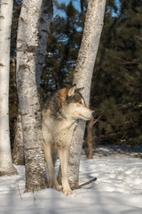 Grey Wolf (Canis lupus) Looks Right From Trees
