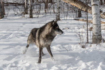 Black Phase Grey Wolf (Canis lupus) Quick Stop Right