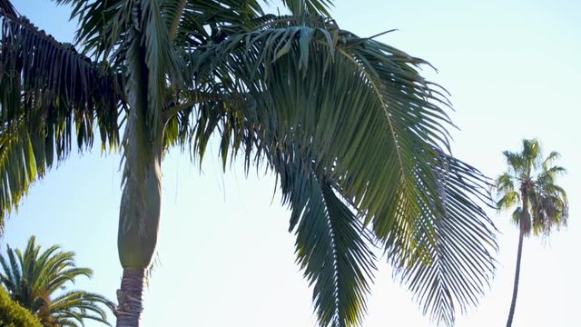 Palm Trees in Santa Barbara California