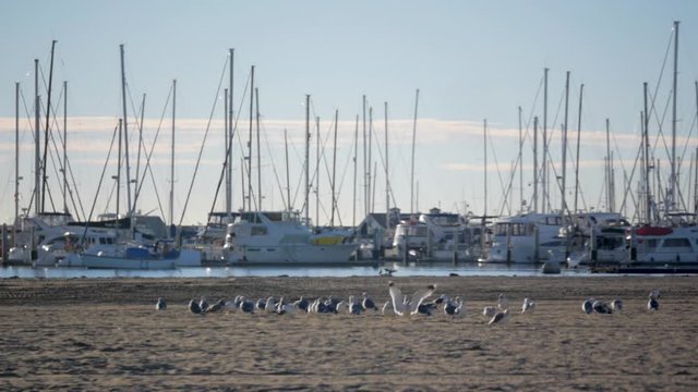 Sailboat leaving dock with seagles on beach