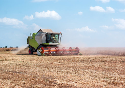 Harvester in the field harvests rape