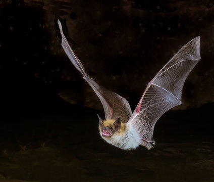 myotis bat in flight, up close