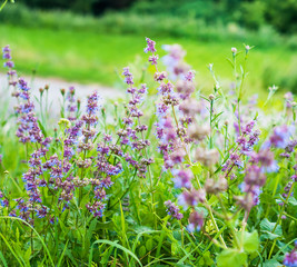 Small purple flowers in the field, lavender