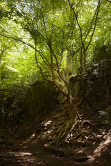 Obraz premium Father beech