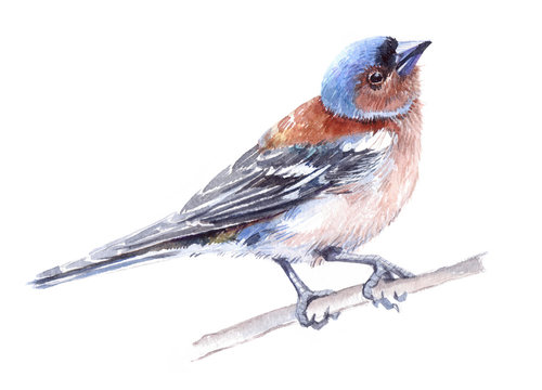 Watercolor single finch animal isolated on a white background illustration.