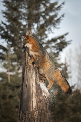 Grey Fox (Urocyon cinereoargenteus) Knocks Snow Off Tree