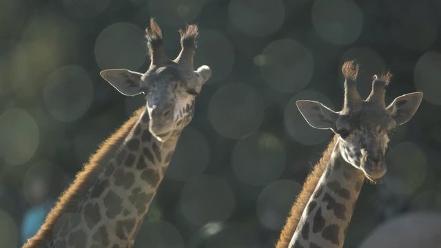 Two Young Masai Giraffe Crazy Tongue