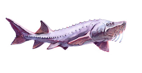 Watercolor single Beluga fish animal isolated on a white background illustration.