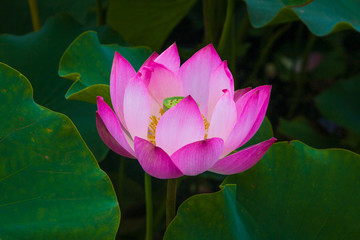 Obraz premium 삼락공원