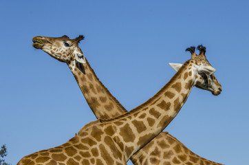 Girafe