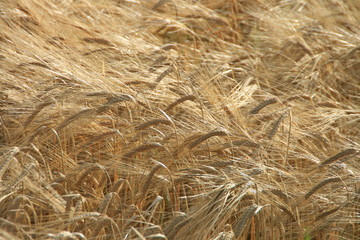Kornfeld