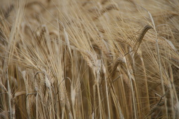 Fototapeta premium Kornfeld