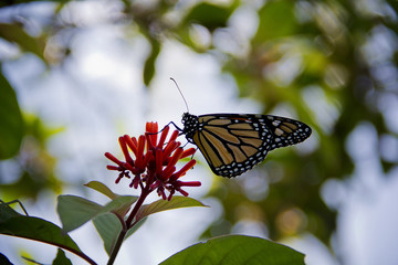 Schmetterling II