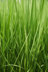 Fototapeta na wymiar Green rice field, Fresh ears of rice.