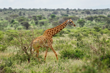 Giraffe - Giraffa, Kenya, Africa