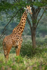 Fototapeten Giraffe - Giraffa, Kenya, Africa © David