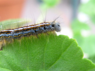 Raupe