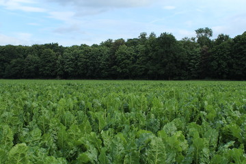 Green turnip grows on a field, bordered by trees