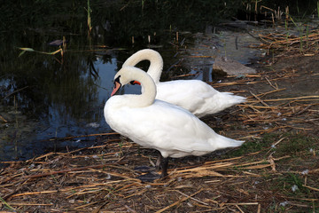 Two mute swans near the lake