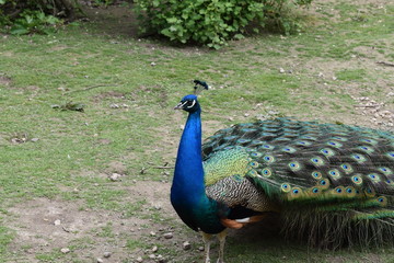 Fototapeta premium Peacock