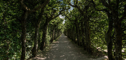 Fototapeta na wymiar Treetunnel