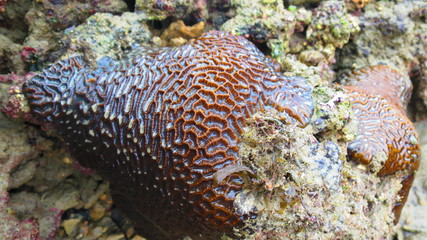 Fototapeta na wymiar Coral 