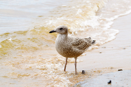Seagull walks on water.