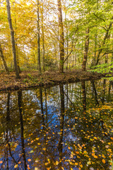autumn forest by shore of lake