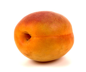 apricot on a white background!