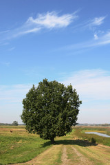 Eine alte Eiche an der Oder bei Neulewin