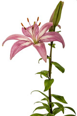 Flower of a pink lily, isolated on white background
